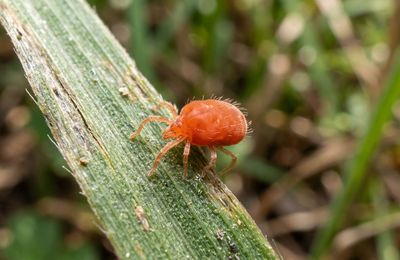 Educational depiction of chigger (The six-legged larval stage of a harvest mite (family Trombiculidae) that is parasitic on humans and other vertebrates, ), made by Wordmom (AI-Assisted) - feel free to share with credit!