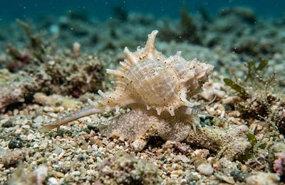 Educational depiction of typhina (A genus of small, predatory marine gastropod mollusks in the family Muricidae, commonly known as murex snails.), made by Wordmom (AI-Assisted) - feel free to share with credit!
